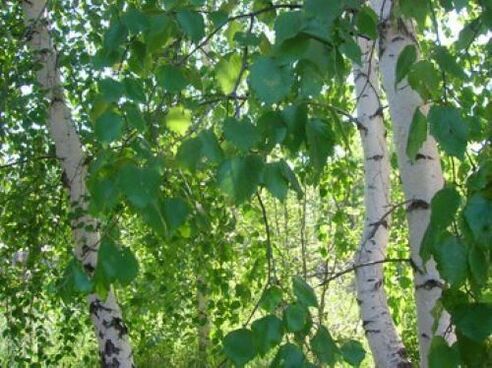 birch leaves from parasites of the human body