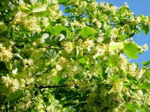 linden flowers from parasites of the body