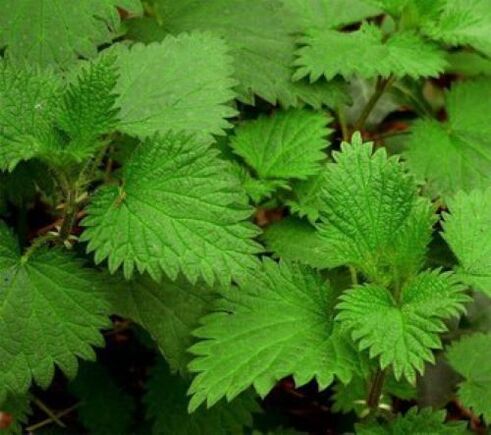 nettles from the parasites of the human body