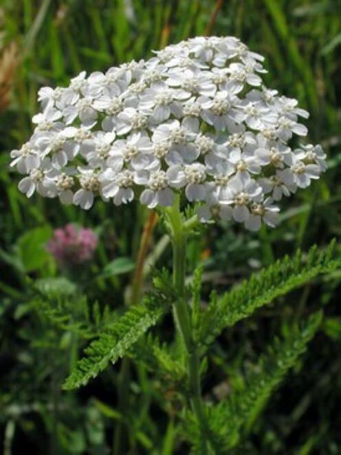 yarrow from the parasites of the body