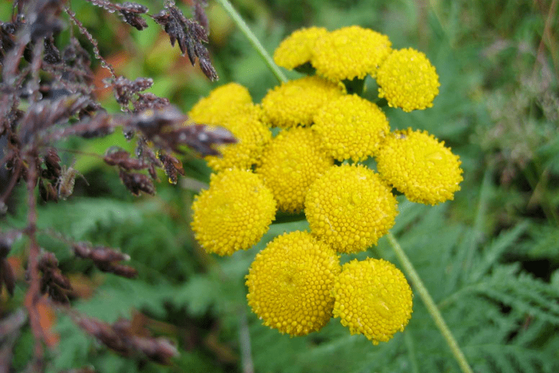 to remove tansy worms